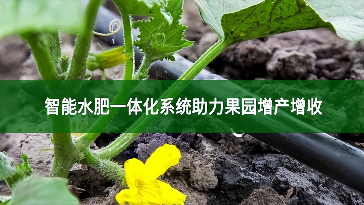 智能水肥一體化系統(tǒng)助力果園增產(chǎn)增收