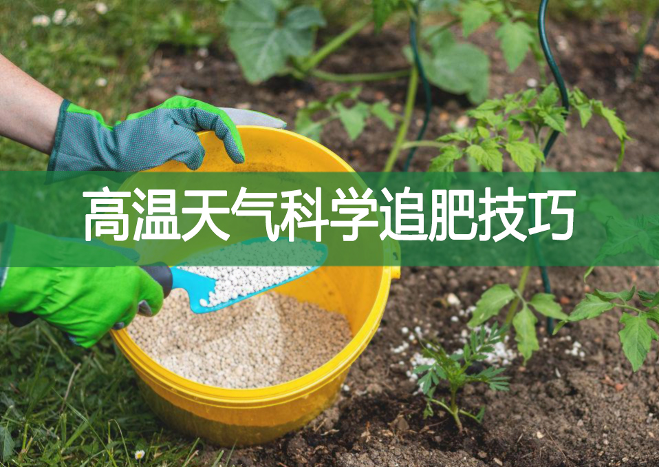 高溫天氣科學(xué)追肥技巧