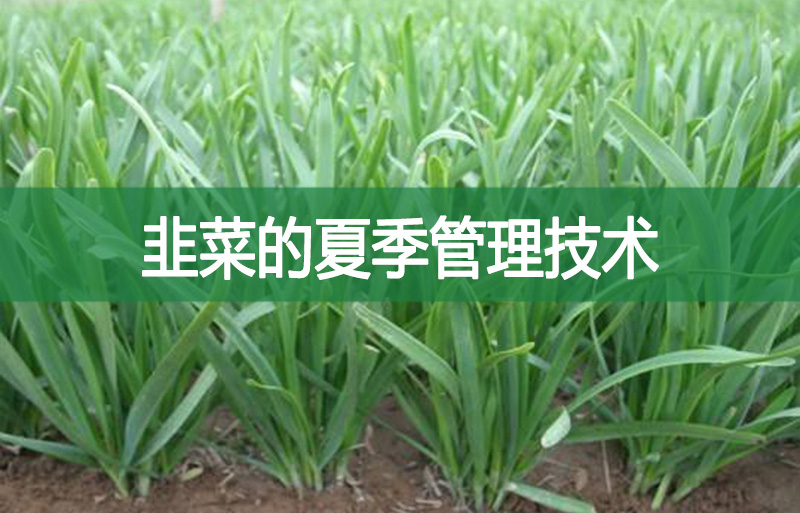 韭菜的夏季管理技術