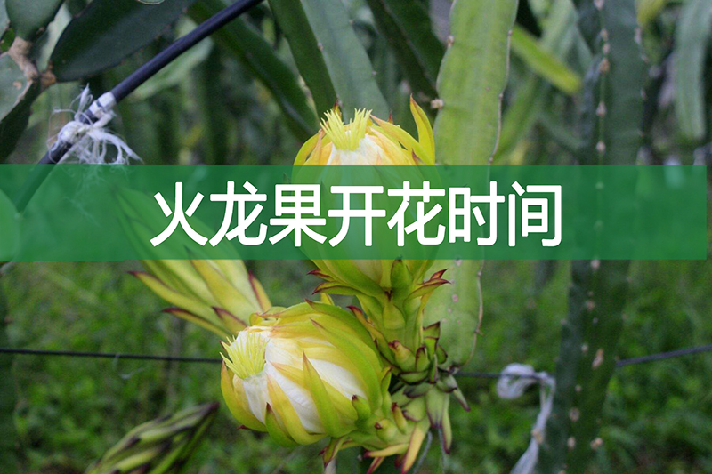 火龍果的開(kāi)花時(shí)間