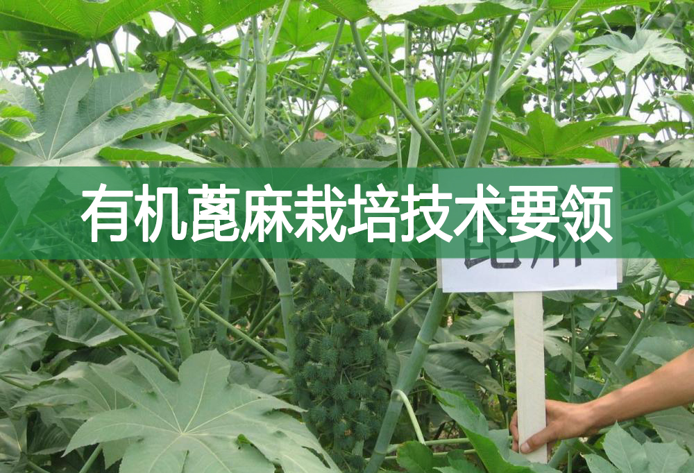 有機(jī)蓖麻栽培技術(shù)要領(lǐng)