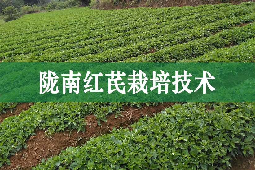 隴南紅芪栽培技術(shù)