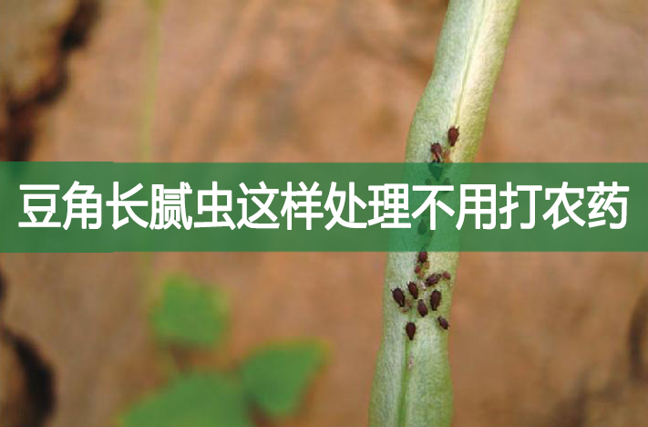 豆角長膩蟲這樣處理不用打農藥