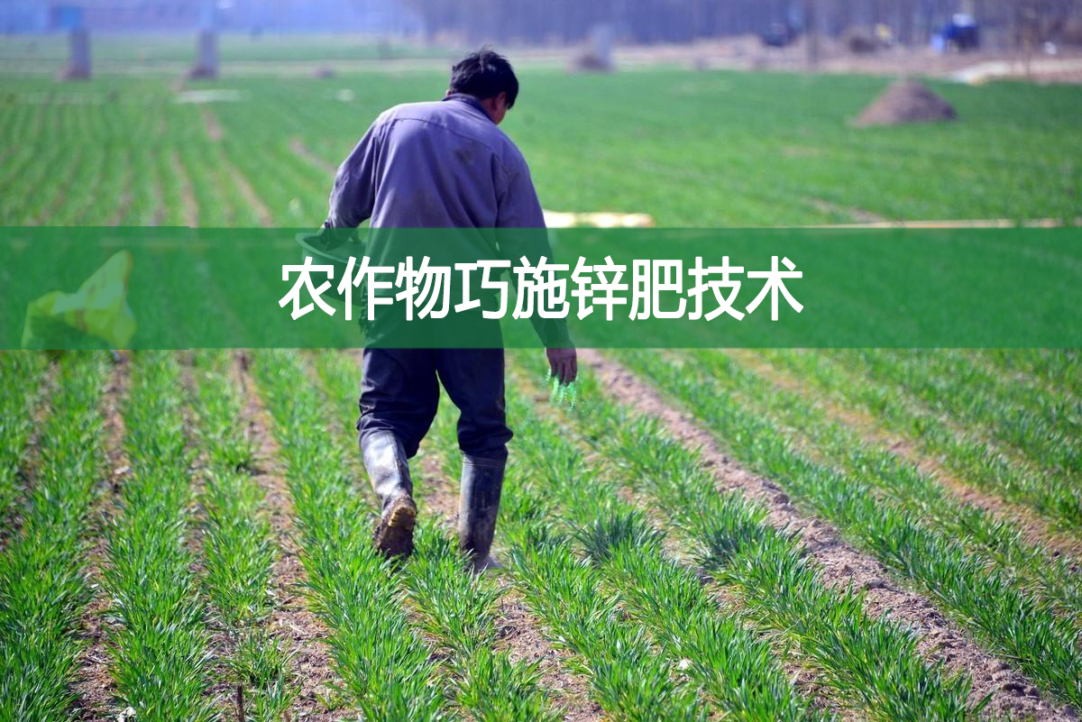 農(nóng)作物巧施鋅肥技術(shù)