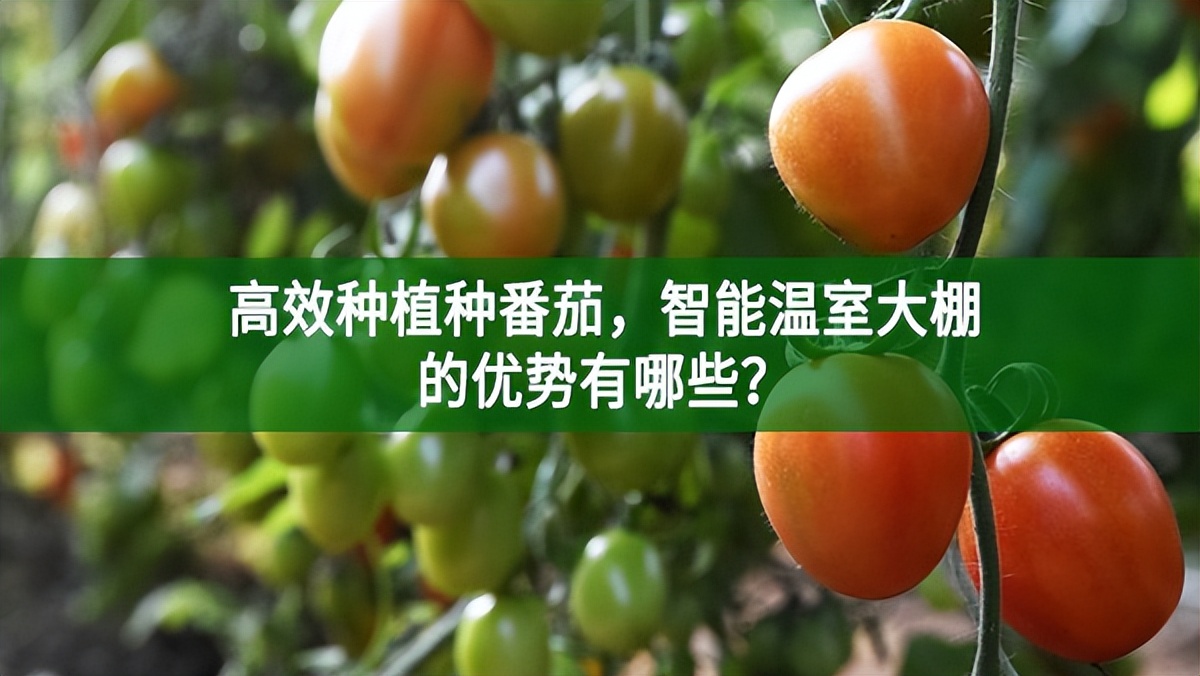 高效種植種番茄,智能溫室大棚的優(yōu)勢有哪些?