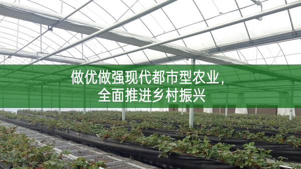 做優(yōu)做強現(xiàn)代都市型農業(yè),全面推進鄉(xiāng)村振興