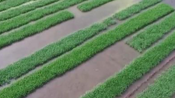 通過智慧農業系統的應用,節本增效