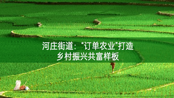 河莊街道:“訂單農(nóng)業(yè)”打造鄉(xiāng)村振興共富樣板