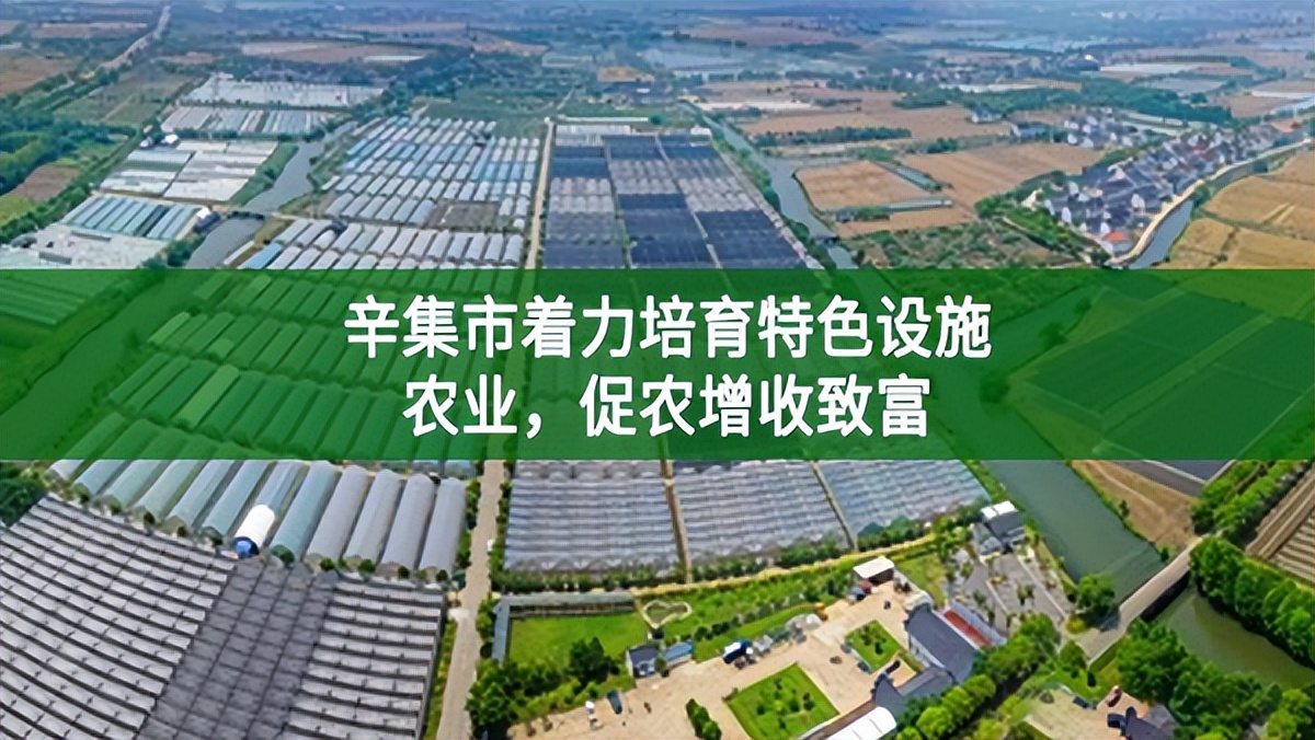 辛集市著力培育特色設施農業,促農增收致富