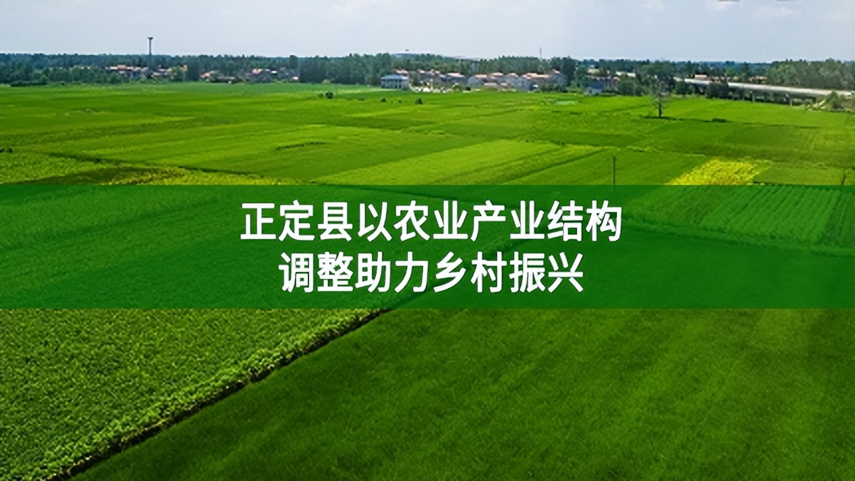 正定縣以農(nóng)業(yè)產(chǎn)業(yè)結(jié)構(gòu)調(diào)整助力鄉(xiāng)村振興