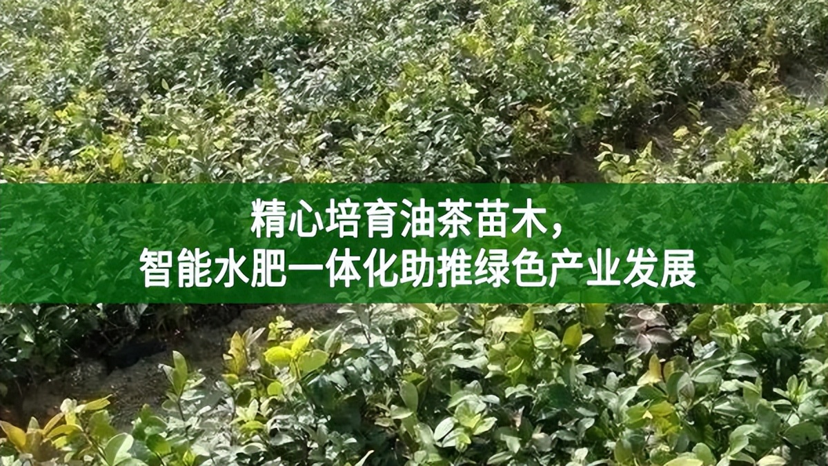 精心培育油茶苗木,智能水肥一體化助推綠色產業發展