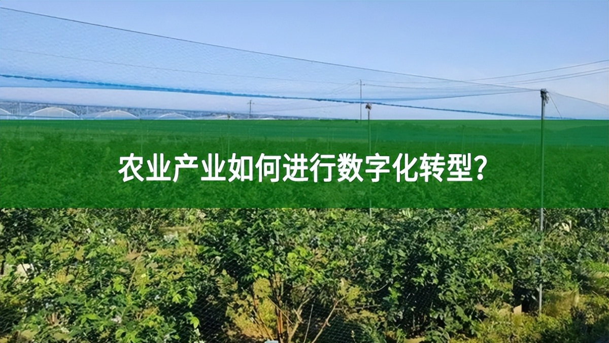 農(nóng)業(yè)產(chǎn)業(yè)如何進(jìn)行數(shù)字化轉(zhuǎn)型？