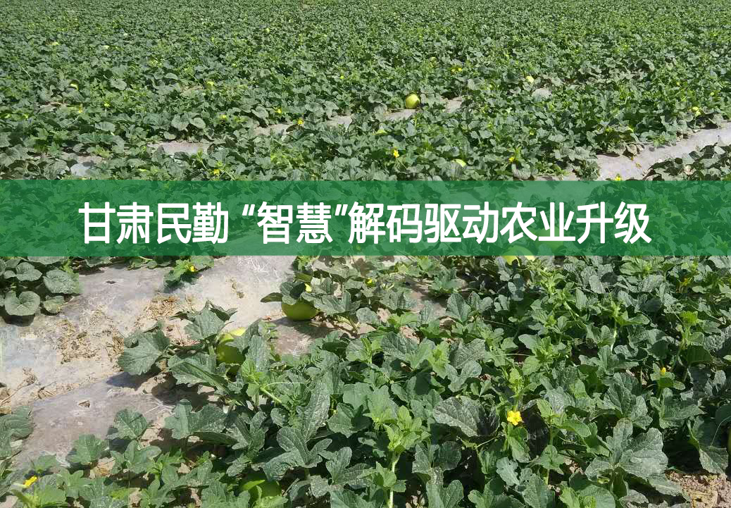 甘肅民勤 “智慧”解碼驅動農業升級