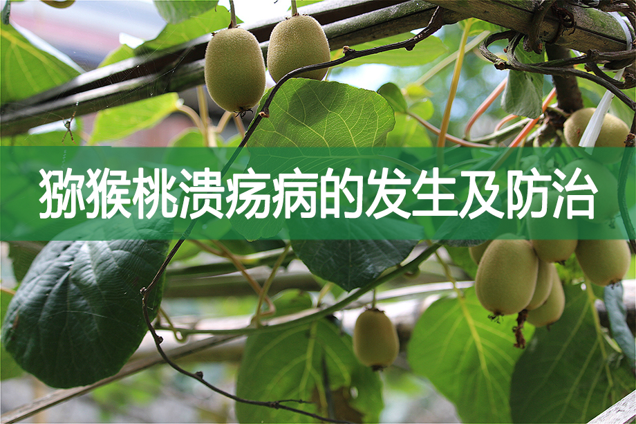 獼猴桃潰瘍病的發生及防治