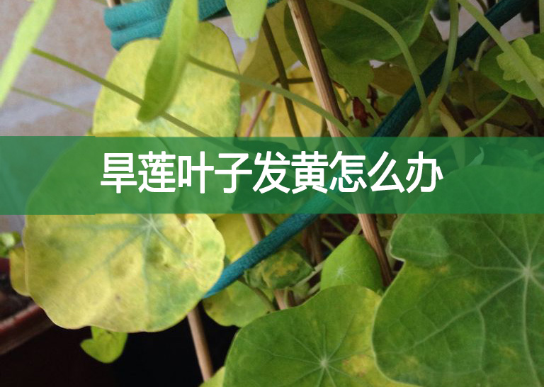 旱蓮葉子發(fā)黃怎么辦?