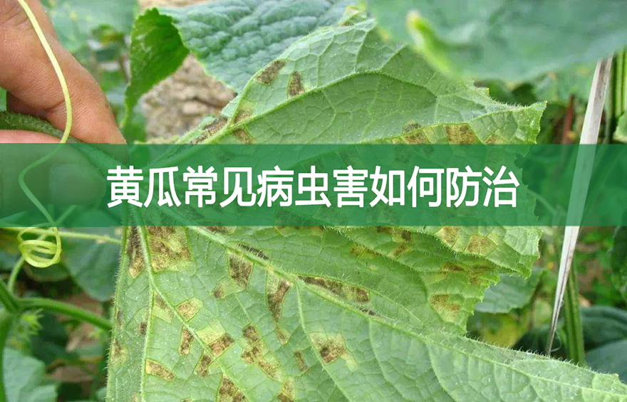 黃瓜常見病蟲害如何防治?