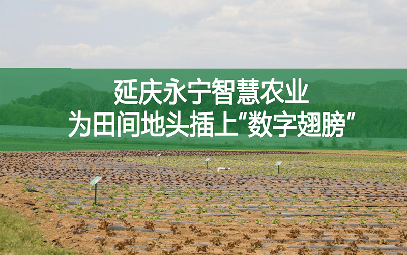 延慶永寧智慧農業為田間地頭插上“數字翅膀”