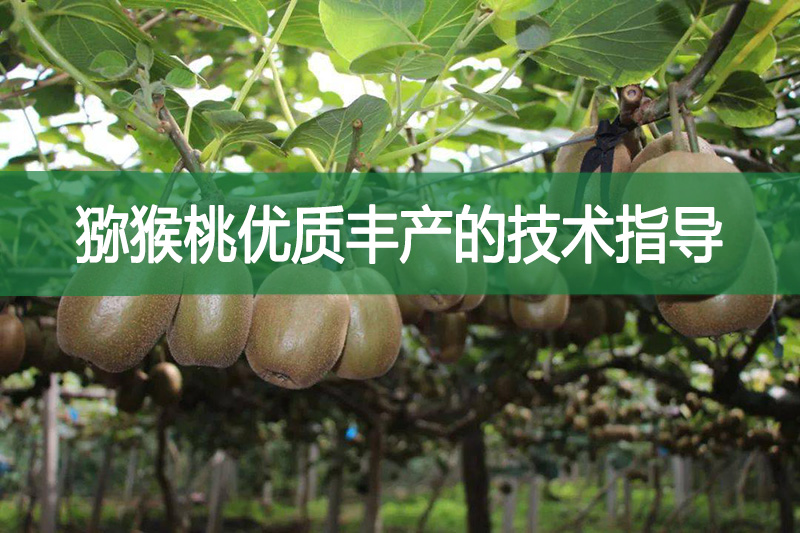 獼猴桃優質豐產的技術指導