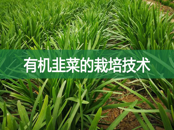 有機韭菜的栽培技術