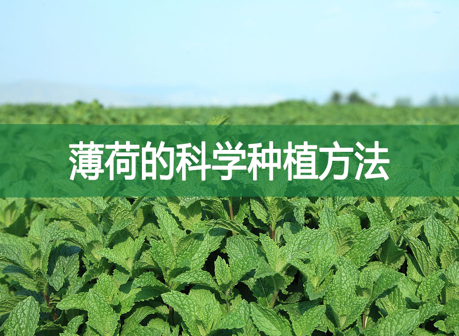 薄荷的科學(xué)種植方法