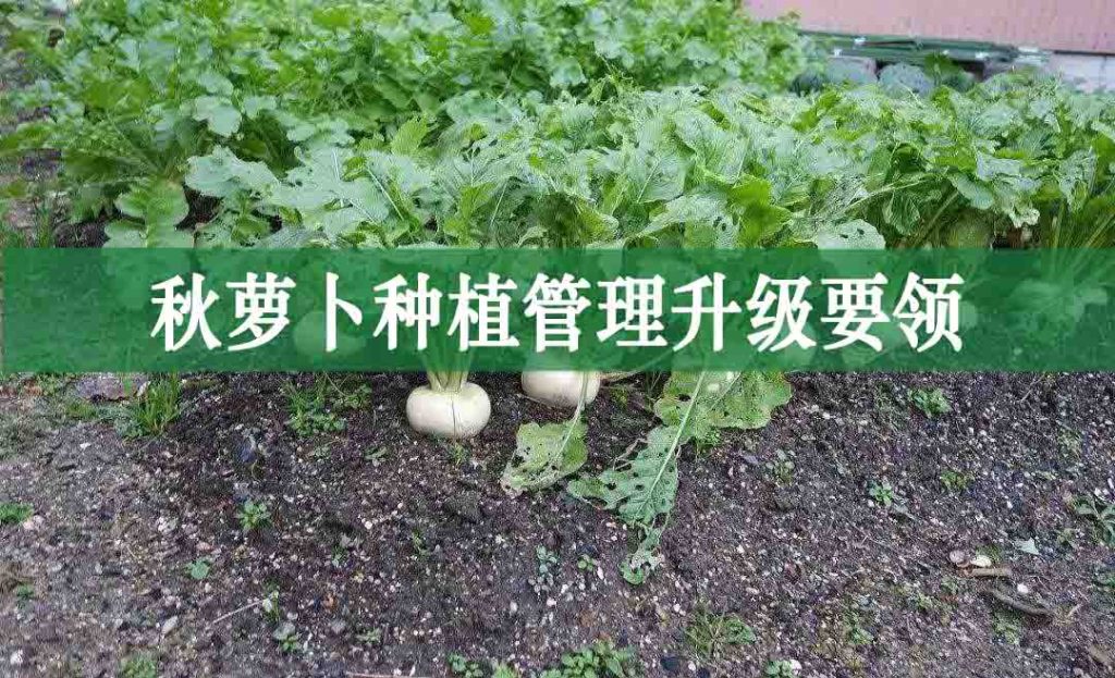 秋蘿卜種植管理升級要領