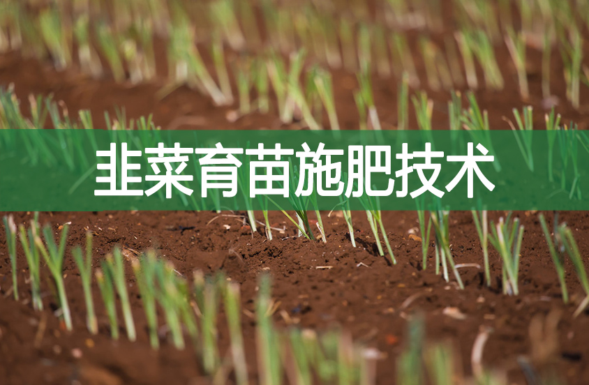 韭菜育苗施肥技術