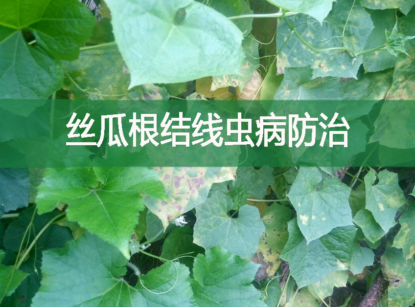 絲瓜根結線蟲病防治