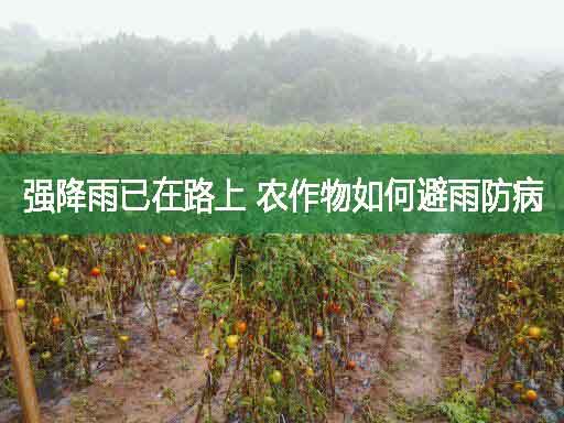 強降雨已在路上 農作物如何避雨防病?