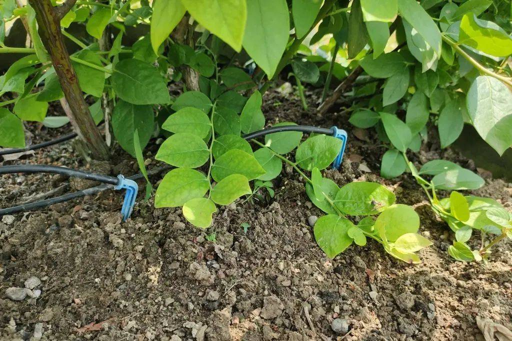 碳中和目標的5種方法，如何成就低碳農業？