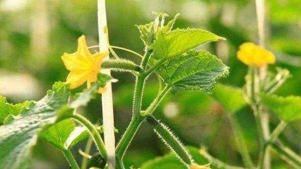 農(nóng)業(yè)物聯(lián)網(wǎng)種植中草藥的意義