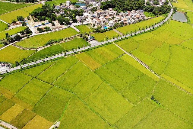 各早稻主產區多舉措積極應對“三碰頭”農業氣象災害