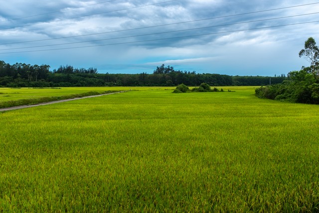 發展現代農業 奏響鄉村振興“交響曲”