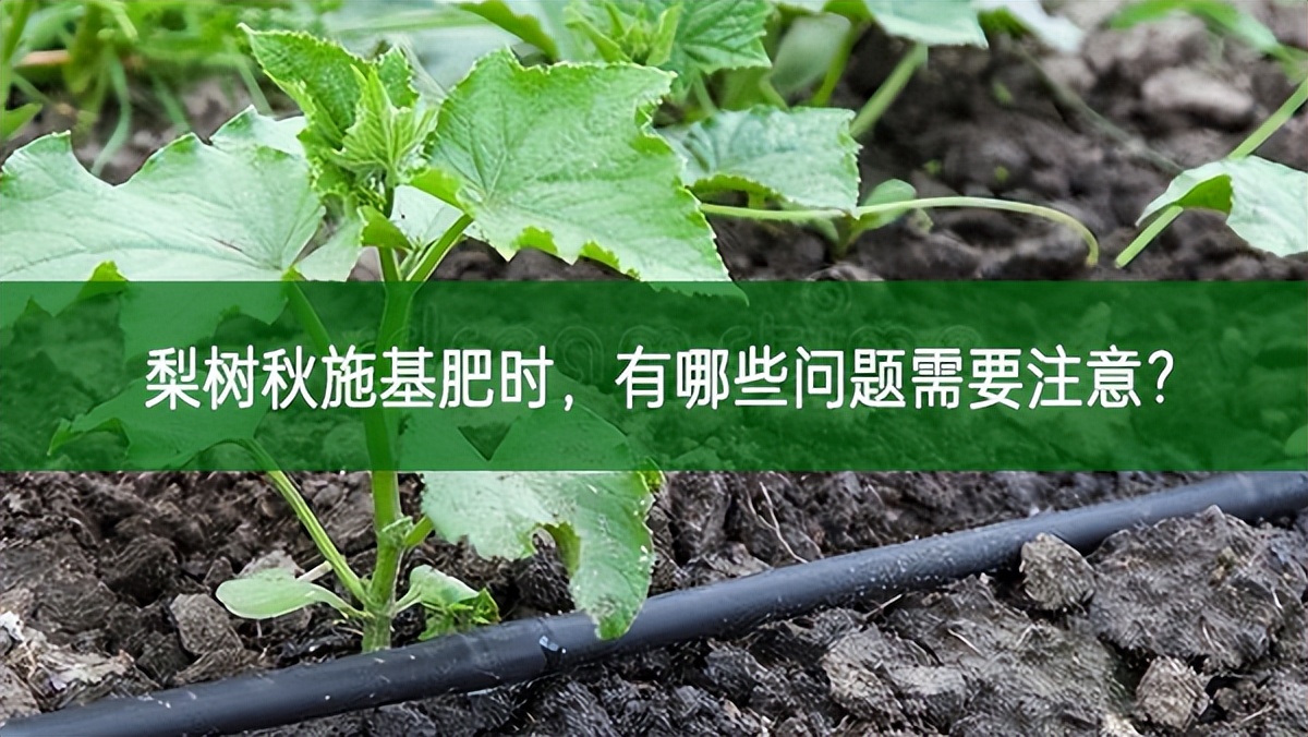 梨樹秋施基肥時，有哪些問題需要注意?