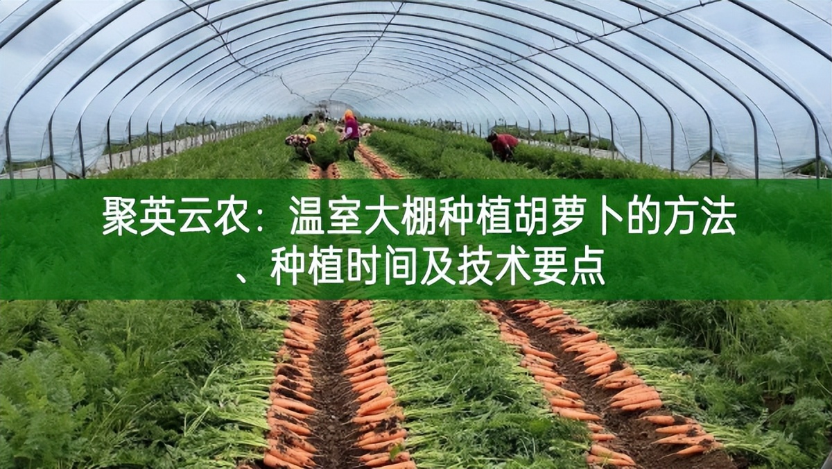 聚英云農：溫室大棚種植胡蘿卜的方法、種植時間及技術要點