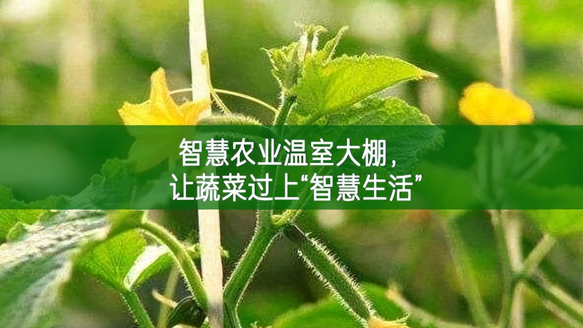 智慧農(nóng)業(yè)溫室大棚,讓蔬菜過上“智慧生活”