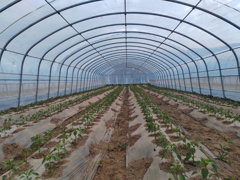 靜寧:生態(tài)循環(huán)農(nóng)業(yè) 走出致富新路子