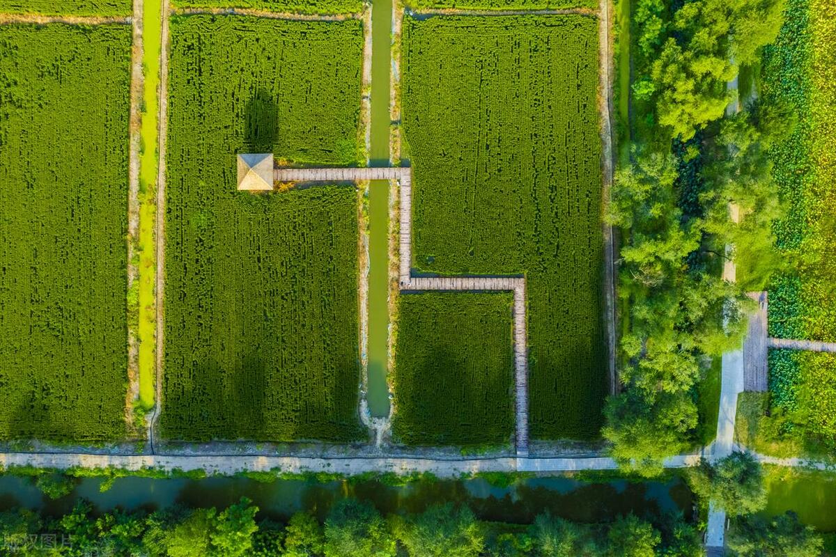 貞豐:集中育秧助力農業生產提質增效