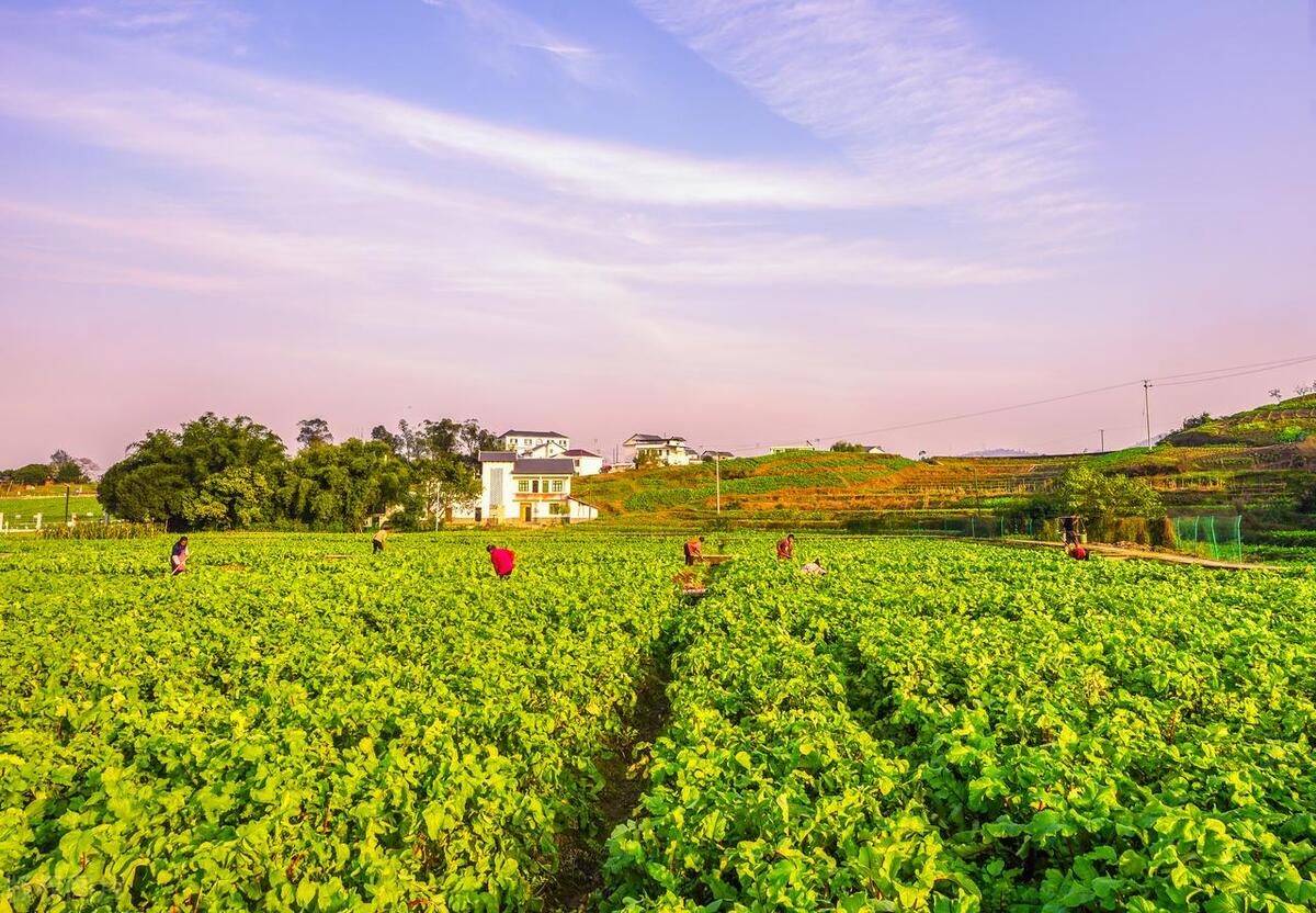 建設宜居宜業和美鄉村,推進中國式農業農村現代化