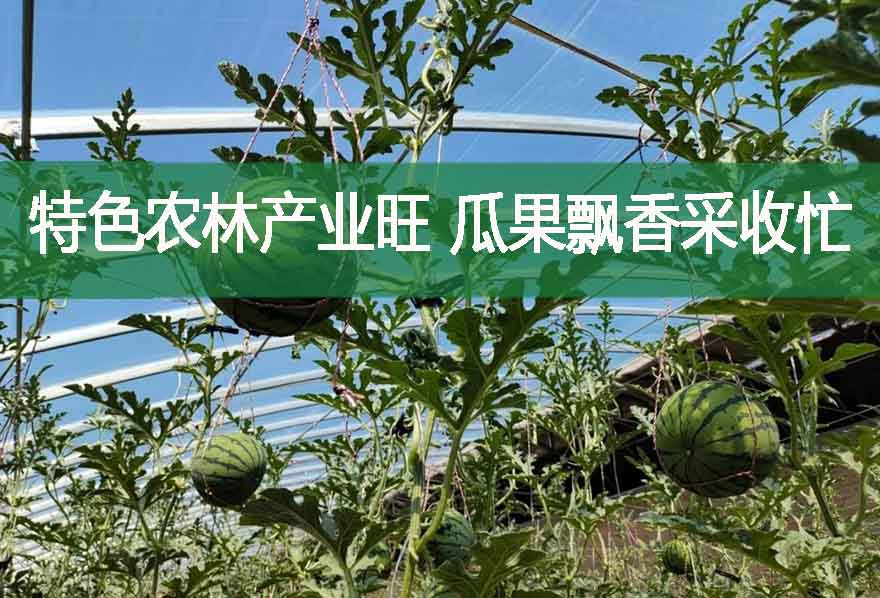 特色農林產業旺 瓜果飄香采收忙