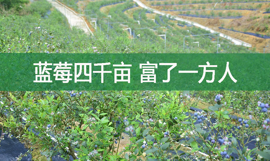 藍莓四千畝 富了一方人