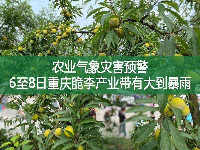 農業氣象災害預警 6至8日重慶脆李產業帶有大到暴雨