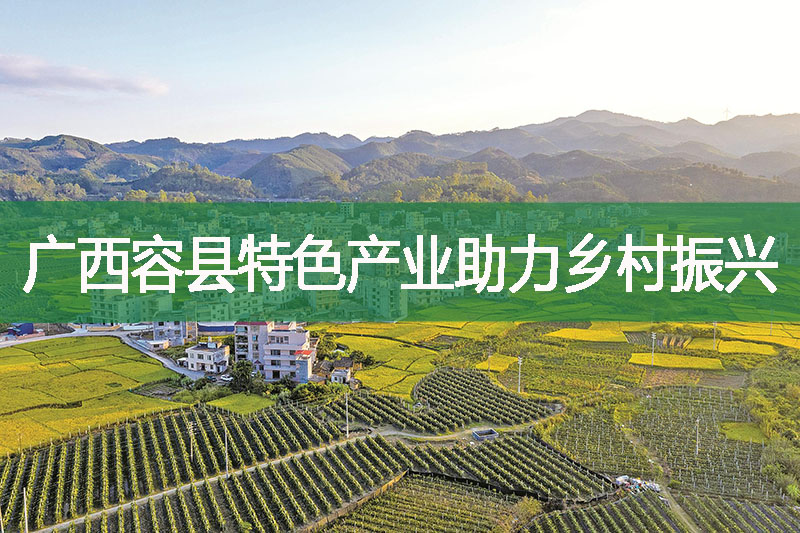 廣西容縣特色產(chǎn)業(yè)助力鄉(xiāng)村振興
