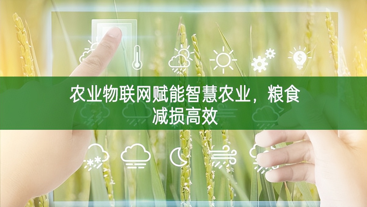 農(nóng)業(yè)物聯(lián)網(wǎng)賦能智慧農(nóng)業(yè),糧食減損高效