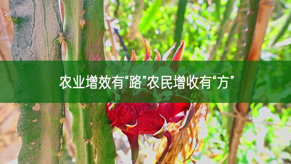 農業(yè)增效有“路”農民增收有“方”
