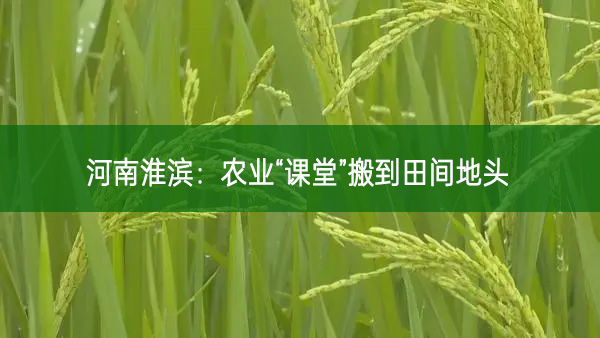 河南淮濱:農業“課堂”搬到田間地頭