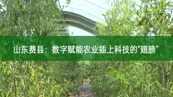 山東費縣:數字賦能農業插上科技的“翅膀”