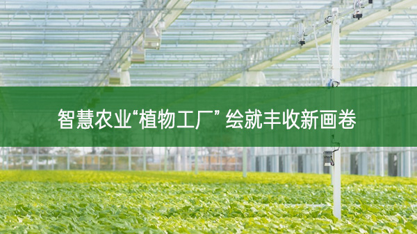 智慧農業“植物工廠” 繪就豐收新畫卷