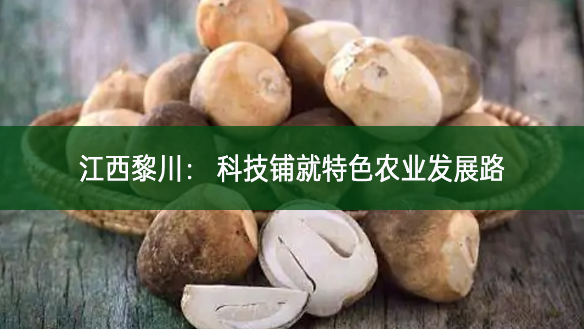江西黎川: 科技鋪就特色農業發展路