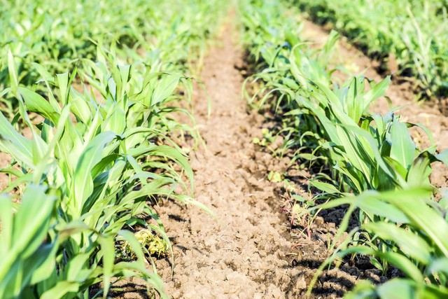 薊州區(qū)激發(fā)種業(yè)創(chuàng)新活力筑牢農(nóng)業(yè)發(fā)展根基