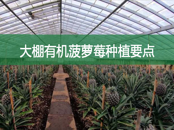 大棚有機(jī)菠蘿莓種植要點(diǎn)